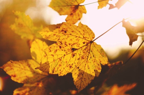 Sunlight shining through golden leaves